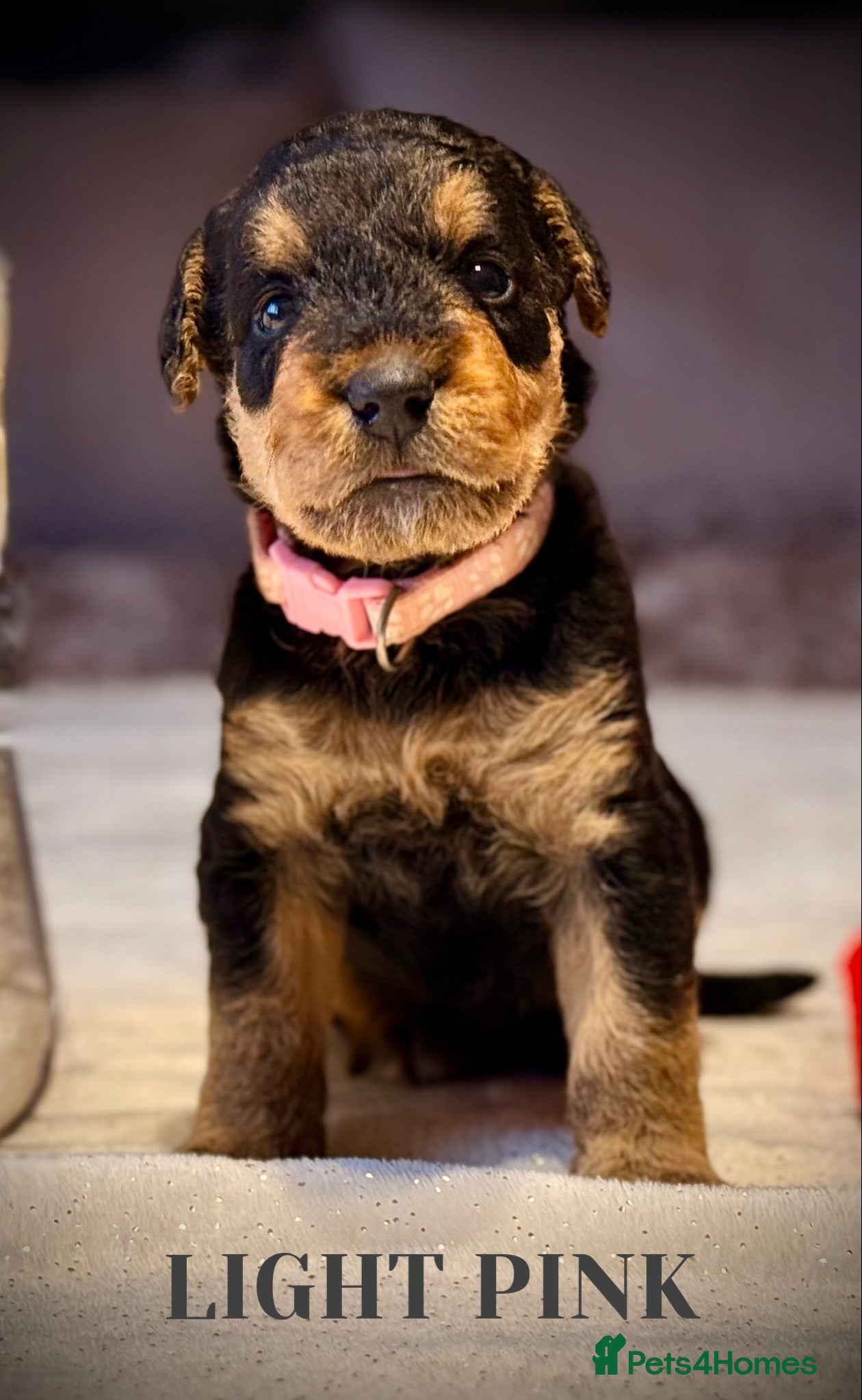 Airedale Terrier dogs ADORABLE AIREDALE PUPS FROM 5 ⭐️ LICENSED BREEDERS - Advert 5
