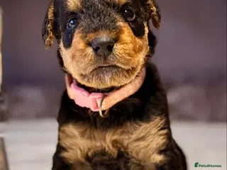 Airedale Terrier dogs ADORABLE AIREDALE PUPS FROM 5 ⭐️ LICENSED BREEDERS - Advert 5