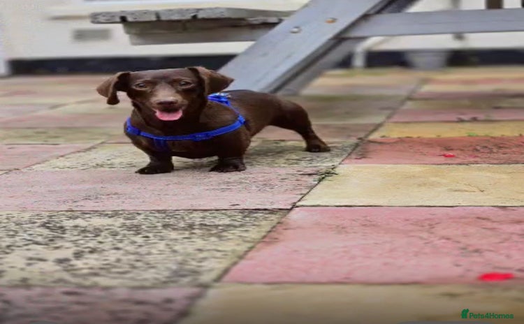 Miniature Dachshund dogs - Advert 3