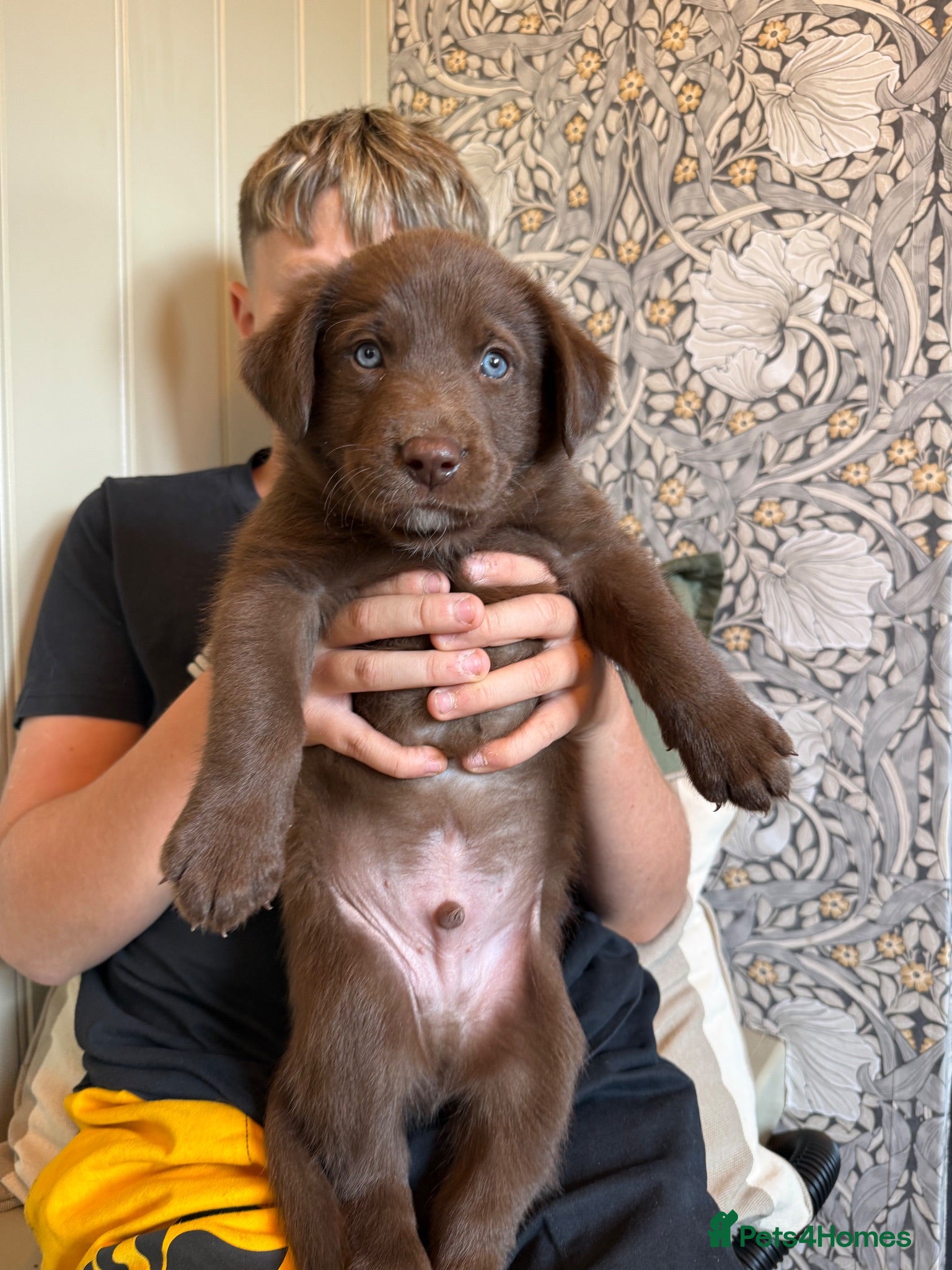 Borador dogs Stunning Lab x Collie, cream, black & chocolate! - Advert 1