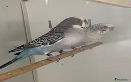 Mixed Breed birds for sale: Hand reared conures and avairy budgies  - Image 13