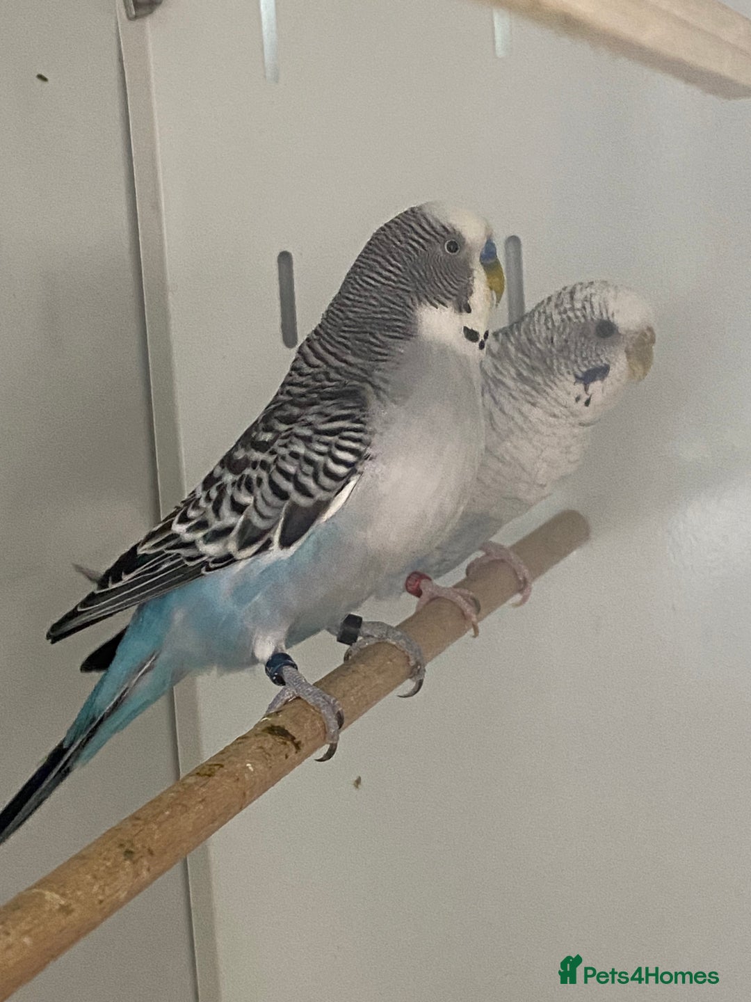 Mixed Breed birds for sale: Hand reared conures and avairy budgies  - Image 13
