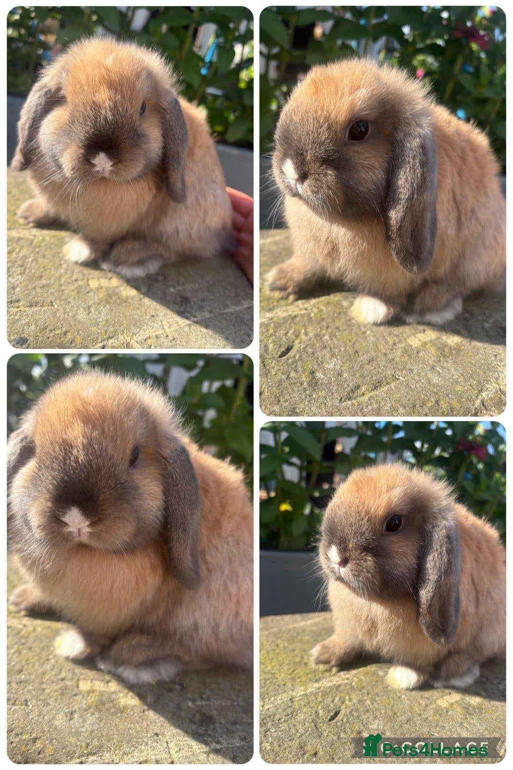 Mini Lop rabbits Baby Mini Lops - Advert 5