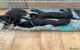 Cane Corso dogs for sale: Cane corso x pups - Image 16
