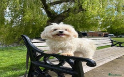 Maltese dogs for stud: Kc Maltese terrier stud in Chelmsford - Image 4