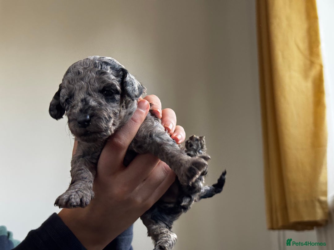Miniature Poodle dogs for sale: Striking merle and black Miniature Poodle Puppies - Advert 25