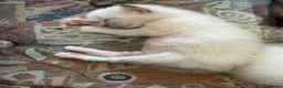 Ragdoll cats for sale: Ragdoll kittens for sale in Swindon - Advert 9