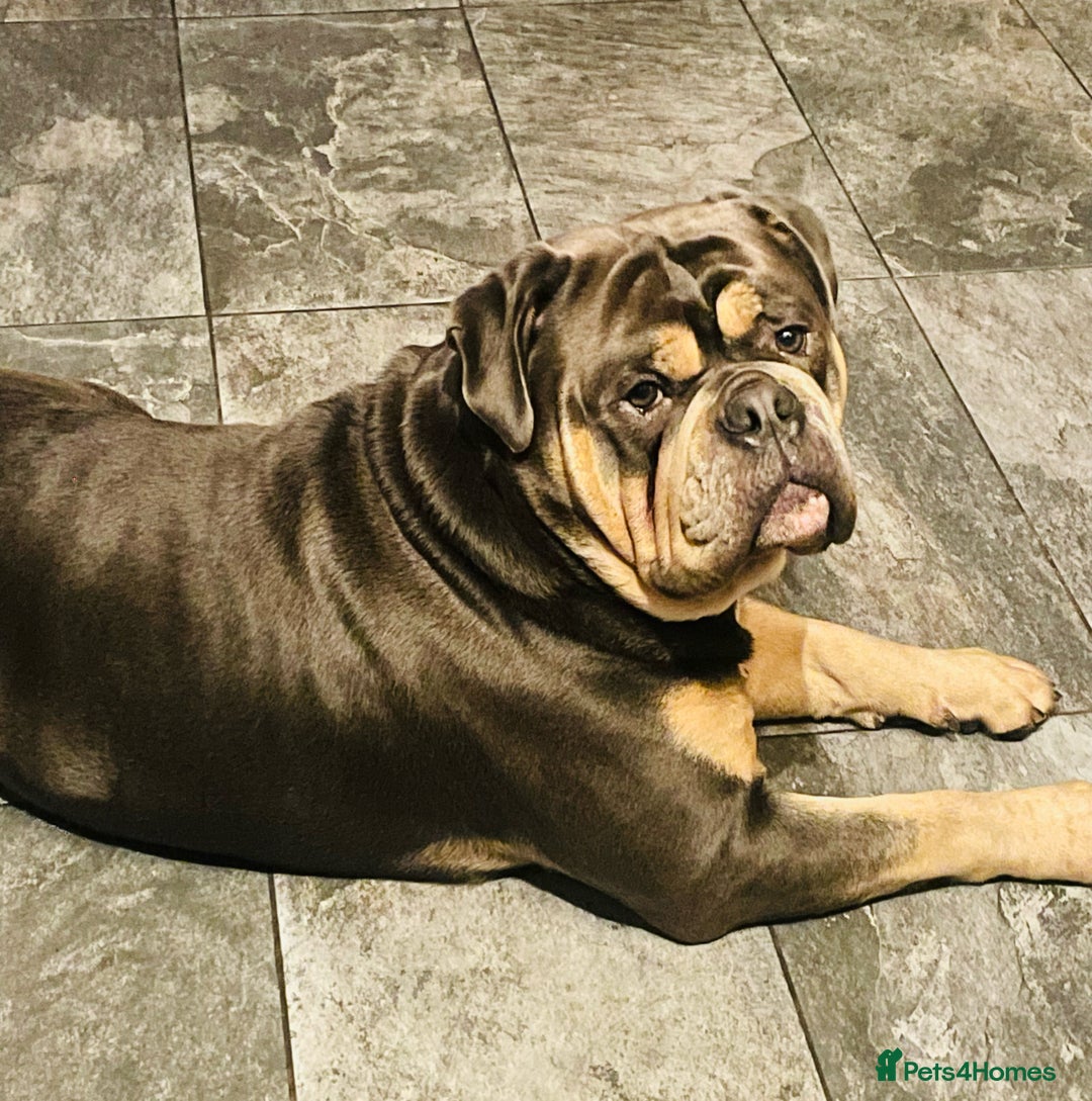 Olde English Bulldogge dogs for stud: Fluffy carrier health tested proven male - Advert 9