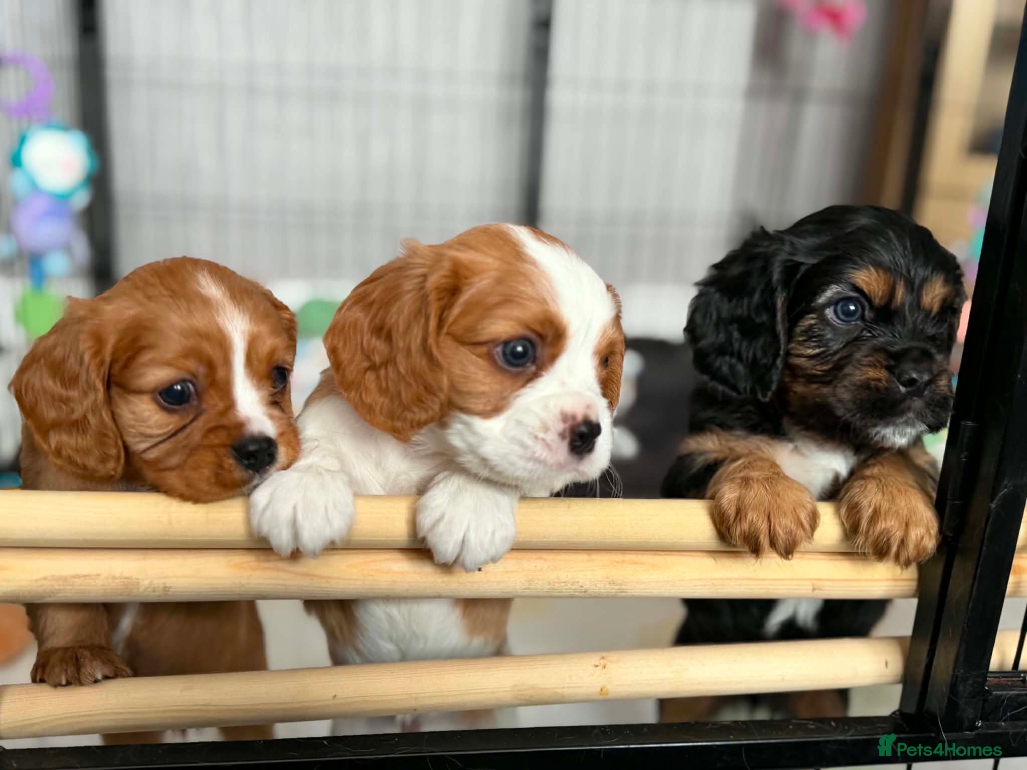 Cavalier King Charles Spaniel dogs Beautiful cavalier king charles puppies  - Advert 4
