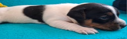 Jack Russell dogs for sale: Quality pure bred  Jack Russel babies  - Advert 22