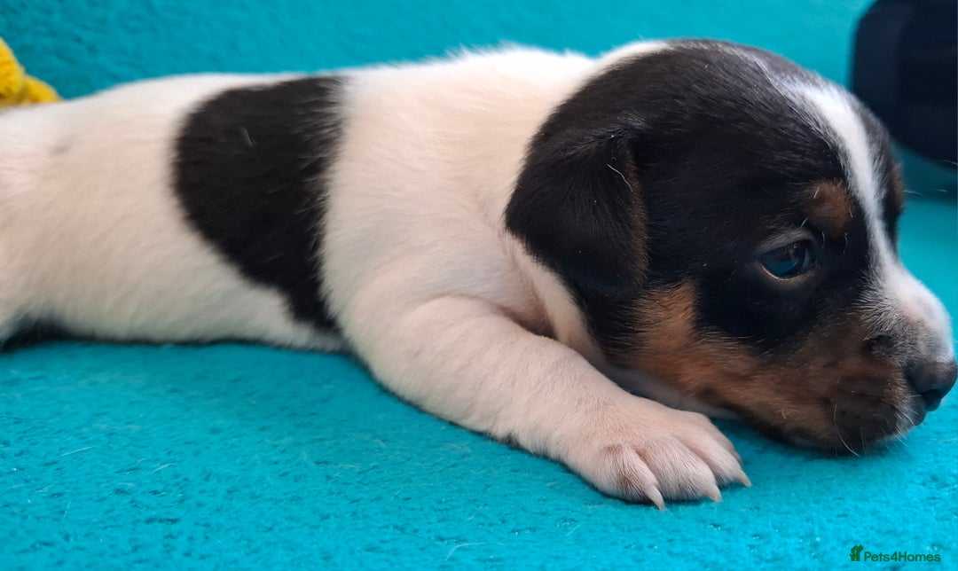 Jack Russell dogs for sale: Quality pure bred  Jack Russel babies  - Advert 22