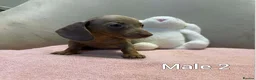Miniature Dachshund dogs for sale: Miniature dachshund  - Advert 7