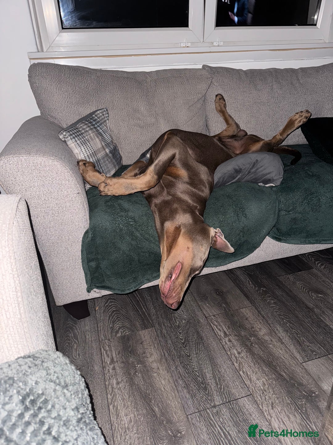 Dobermann dogs for sale: Doberman for rehoming  - Advert 2