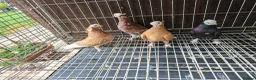Pigeons birds for sale: Mix pigeons  in Hereford - Advert 4