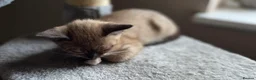 Mixed Breed cats for sale: 🐱 Bengal × Siamese Kittens for Sale 🐱 - Advert 15
