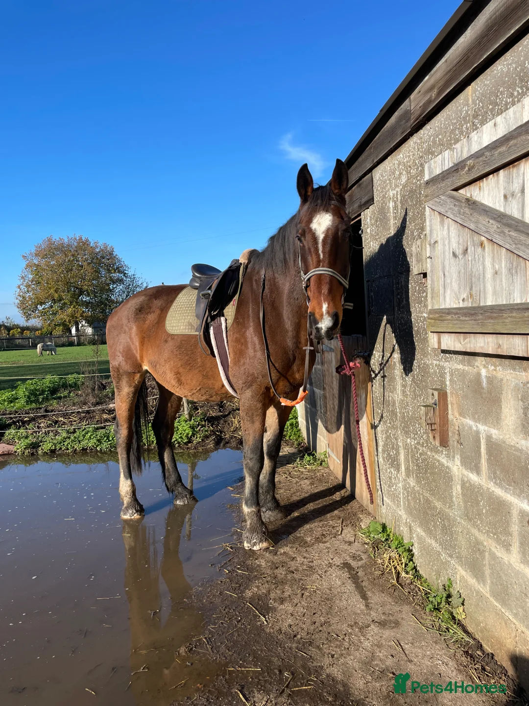 Shire horses for sale: 18.2hh 16yr old TB X Shire gelding - Advert 2