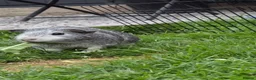 Guinea Pig rodents for sale: Two bond females  - Advert 9