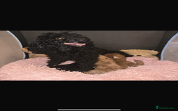 Toy Poodle dogs for sale: Stunning toy poodles  - Image 1