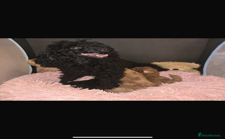 Toy Poodle dogs - Advert 10