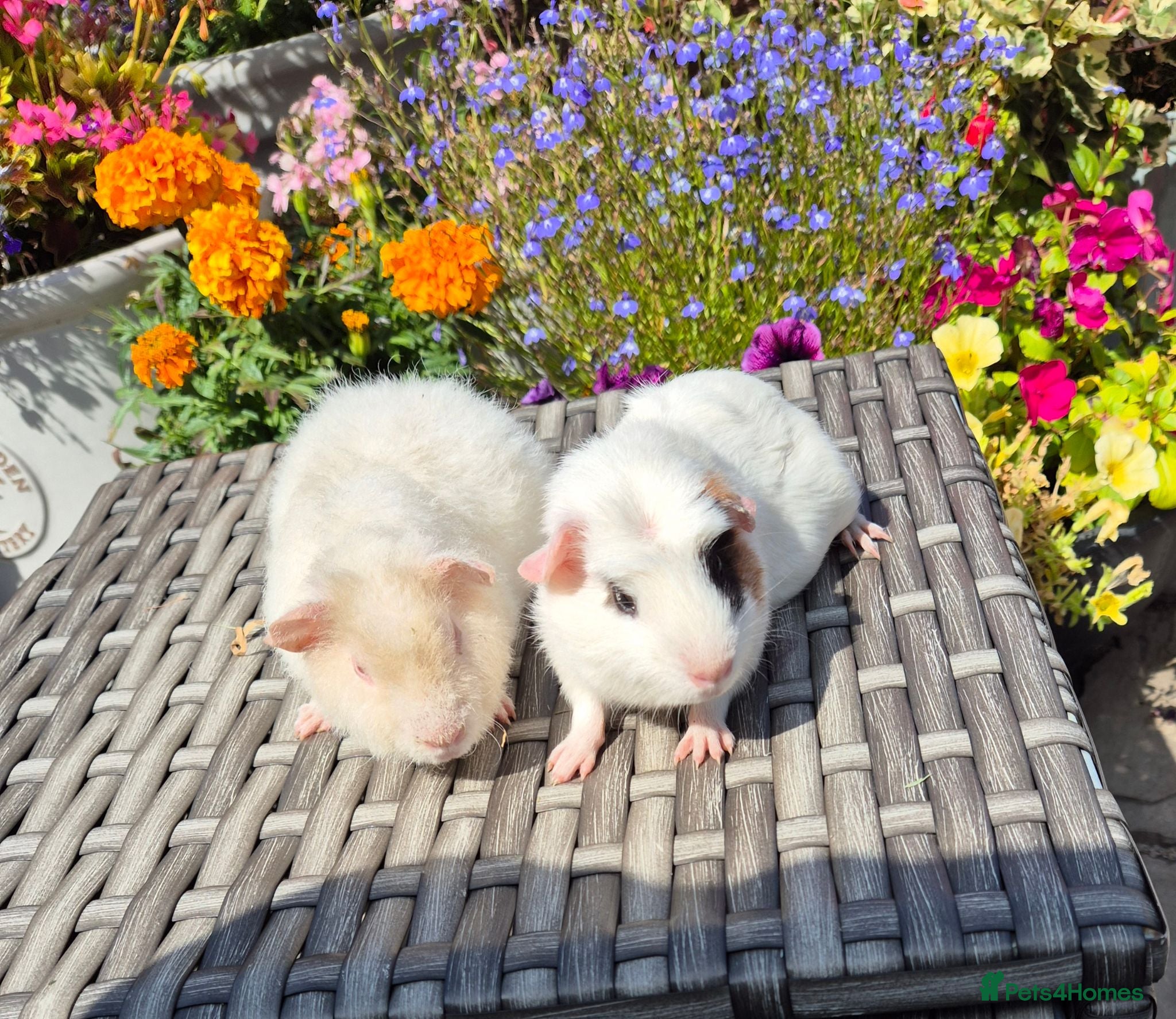 Guinea Pig rodents Baby Guinea Pigs Pedro & Patch Teddy & Crested - Advert 2