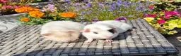 Guinea Pig rodents for sale: Baby Guinea Pigs Pedro & Patch Teddy & Crested - Advert 1