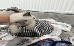 Ragdoll cats for sale: Ragdoll x main coon x British shorthair mix  - Image 6