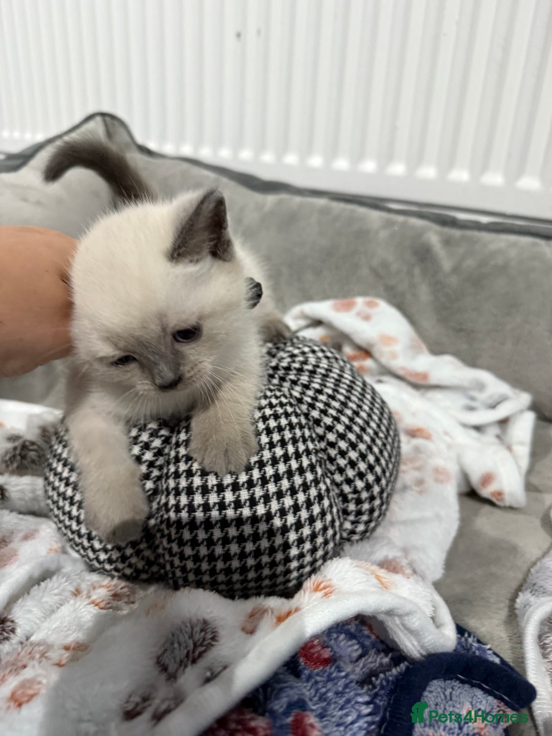 Ragdoll cats for sale: Ragdoll x main coon x British shorthair mix  - Image 6