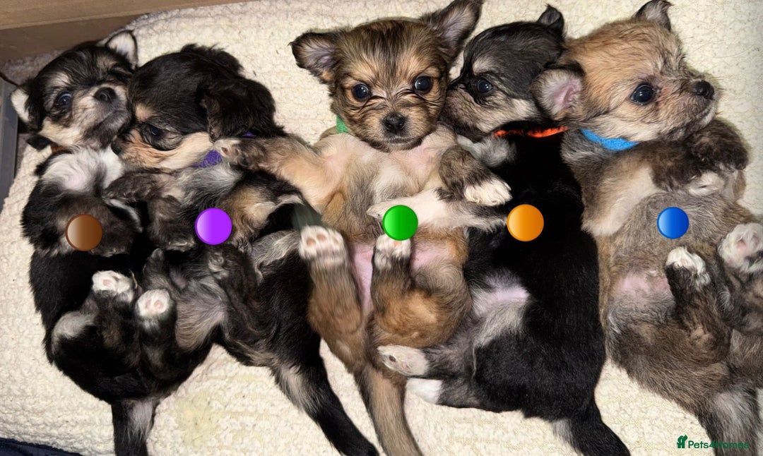 Mixed Breed dogs for sale: Five healthy puppies looking for a living home!  - Advert 1