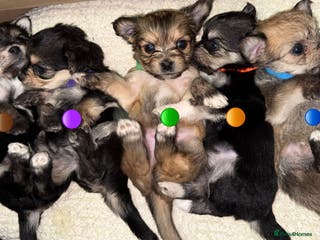 Mixed Breed dogs Five healthy puppies looking for a living home! - Advert 11