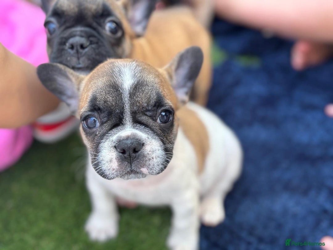 French Bulldog dogs for sale: French bulldog puppies - Image 6
