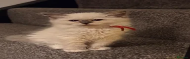 Ragdoll 3