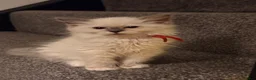 Ragdoll cats for sale: 🐾💙 GORGEOUS RAGDOLL KITTENS  - Advert 9
