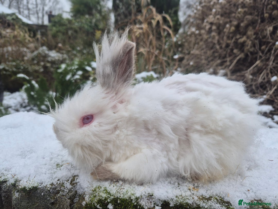 Netherland Dwarf rabbits for sale: 💙Teddydwerg boy- READY NOW 🥰  - Advert 5