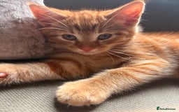 Domestic Shorthair cats for sale: 2 boys left  - Image 6