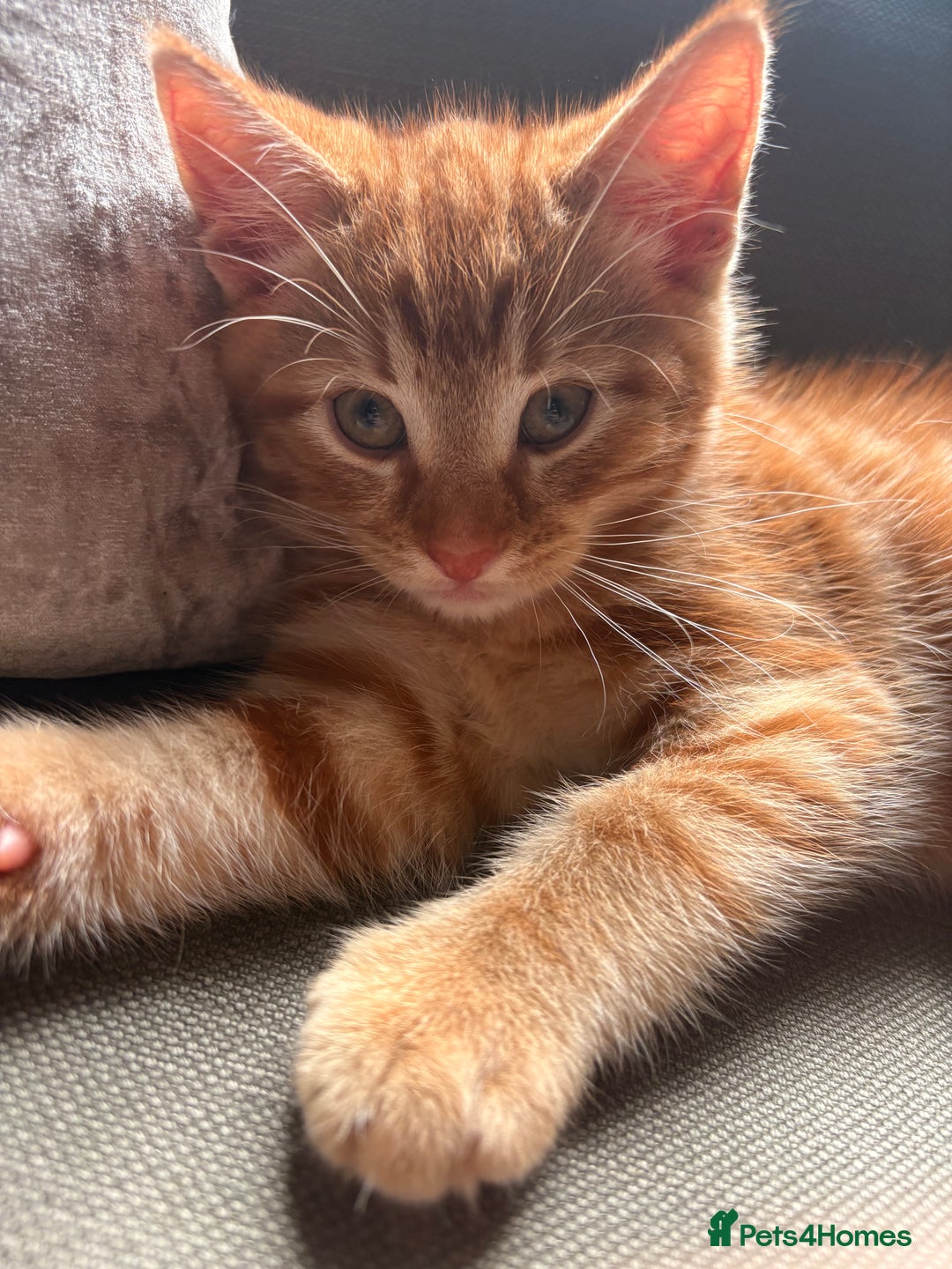 Domestic Shorthair cats for sale: 2 boys left  - Image 6