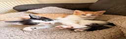 Mixed Breed cats for sale: Oriental x British Longhair Kittens - Advert 5
