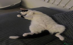 British Longhair cats for sale: Cuddly, playful male cat looking for a new home  - Image 4