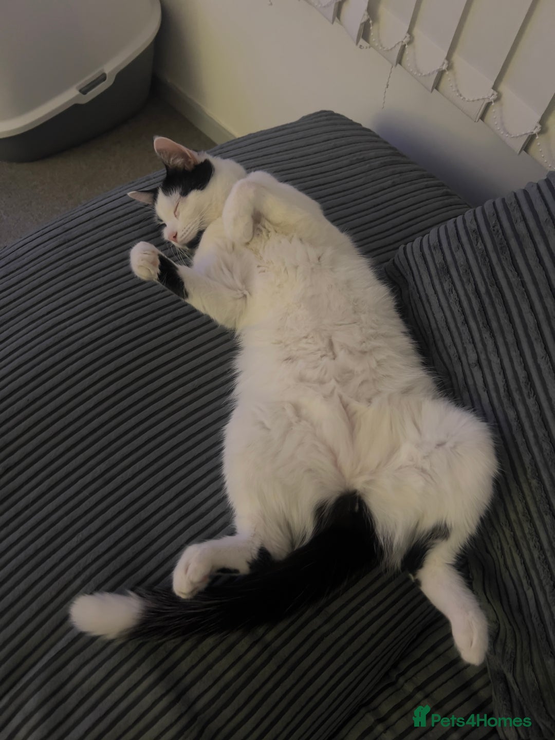 British Longhair cats for sale: Cuddly, playful male cat looking for a new home  - Image 4