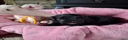 Cockapoo dogs for sale: Beautiful Cockapoo Puppies For Sale  in Leyland - Advert 22