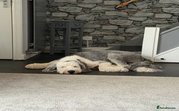 Old English Sheepdog dogs for stud: OLD ENGLISH SHEEPDOG for Stud KC Registered - Image 8