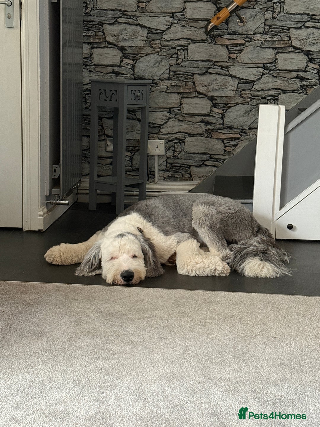 Old English Sheepdog dogs for stud: OLD ENGLISH SHEEPDOG for Stud KC Registered - Image 8