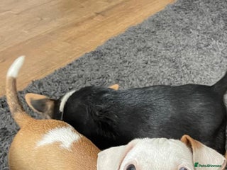 Mixed Breed dogs Female pup for sale - Advert 4