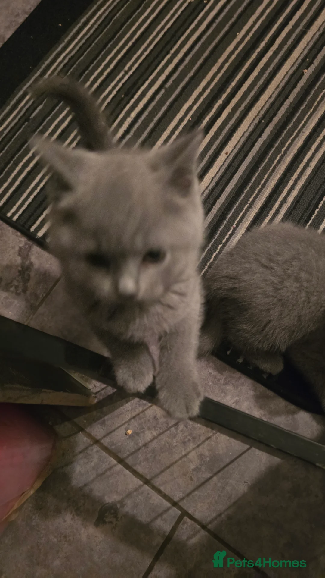 British Shorthair cats for sale: 6 british short hair ready to go  - Advert 9