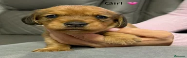Dachshund Puppy 5