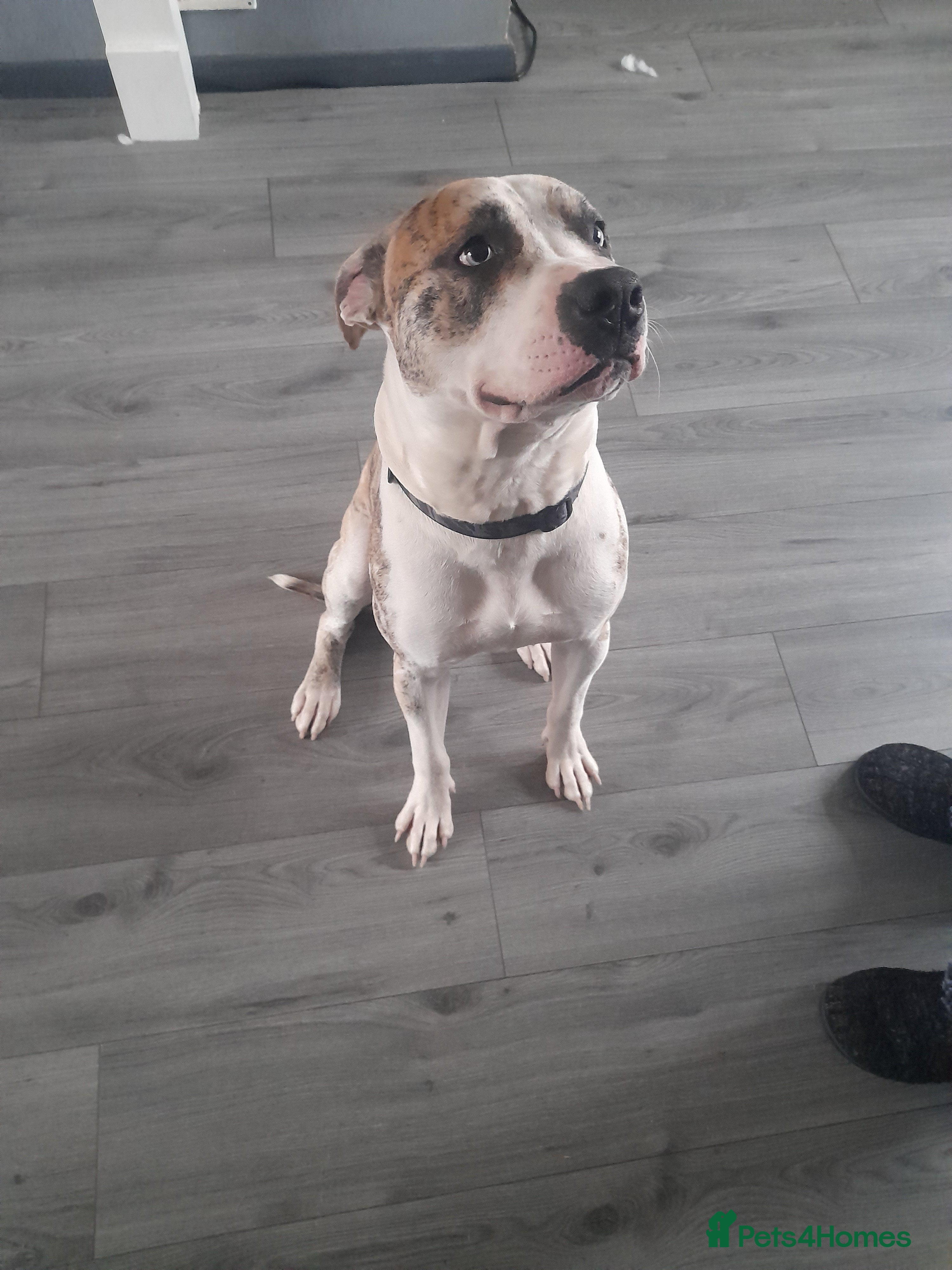 American Bulldog dogs 1year old male American bulldog - Advert 6