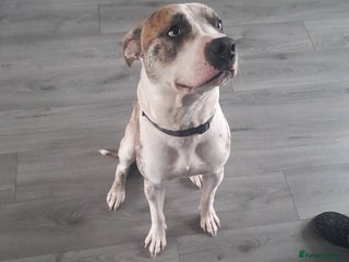 American Bulldog dogs 1year old male American bulldog - Advert 6