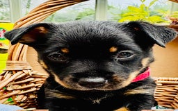 Lancashire Heeler dogs for sale: 6 Pedigree Lancashire Heeler Dogs for sale. - Image 15