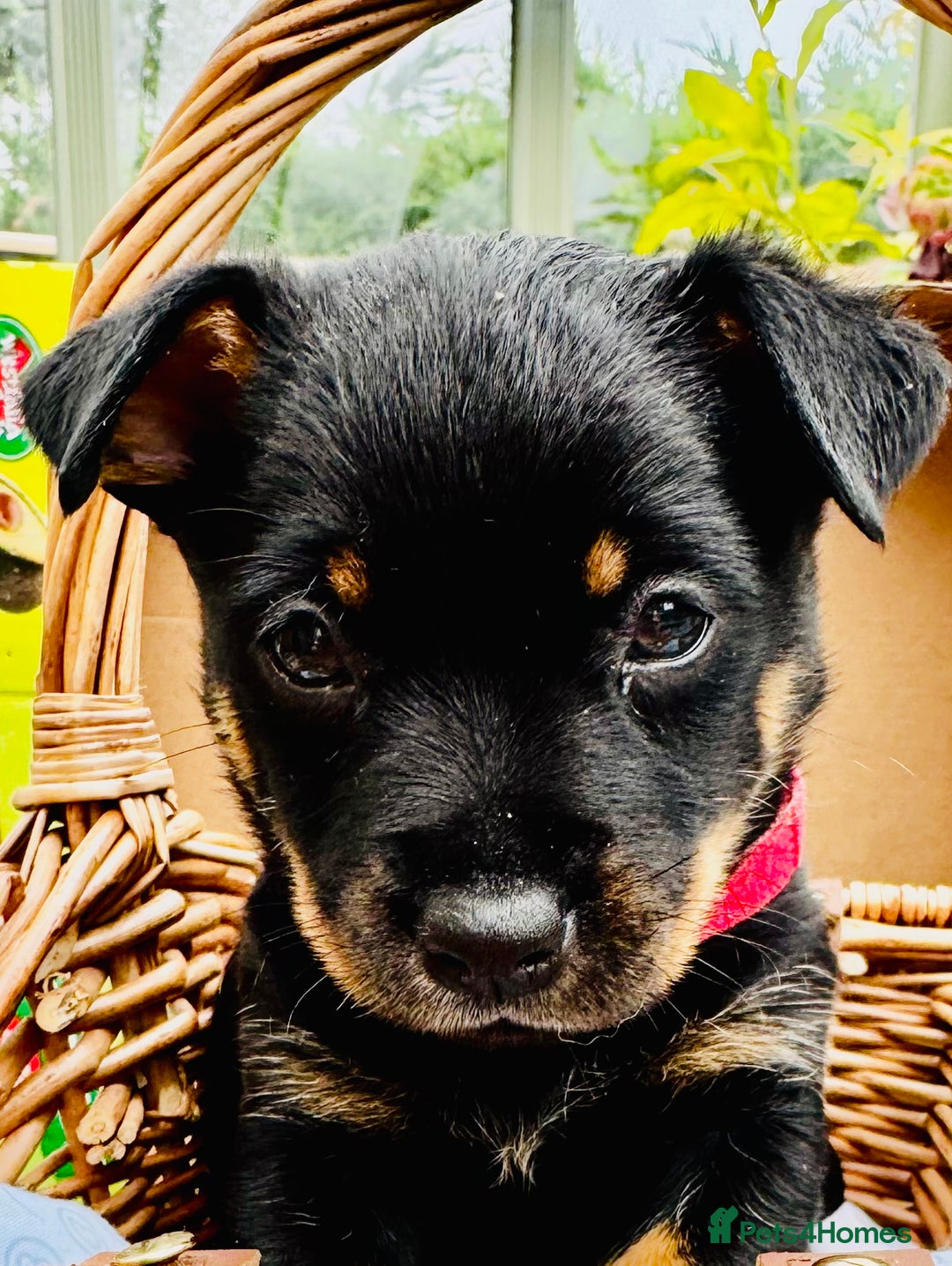 Lancashire Heeler dogs for sale: 6 Pedigree Lancashire Heeler Dogs for sale. - Image 15
