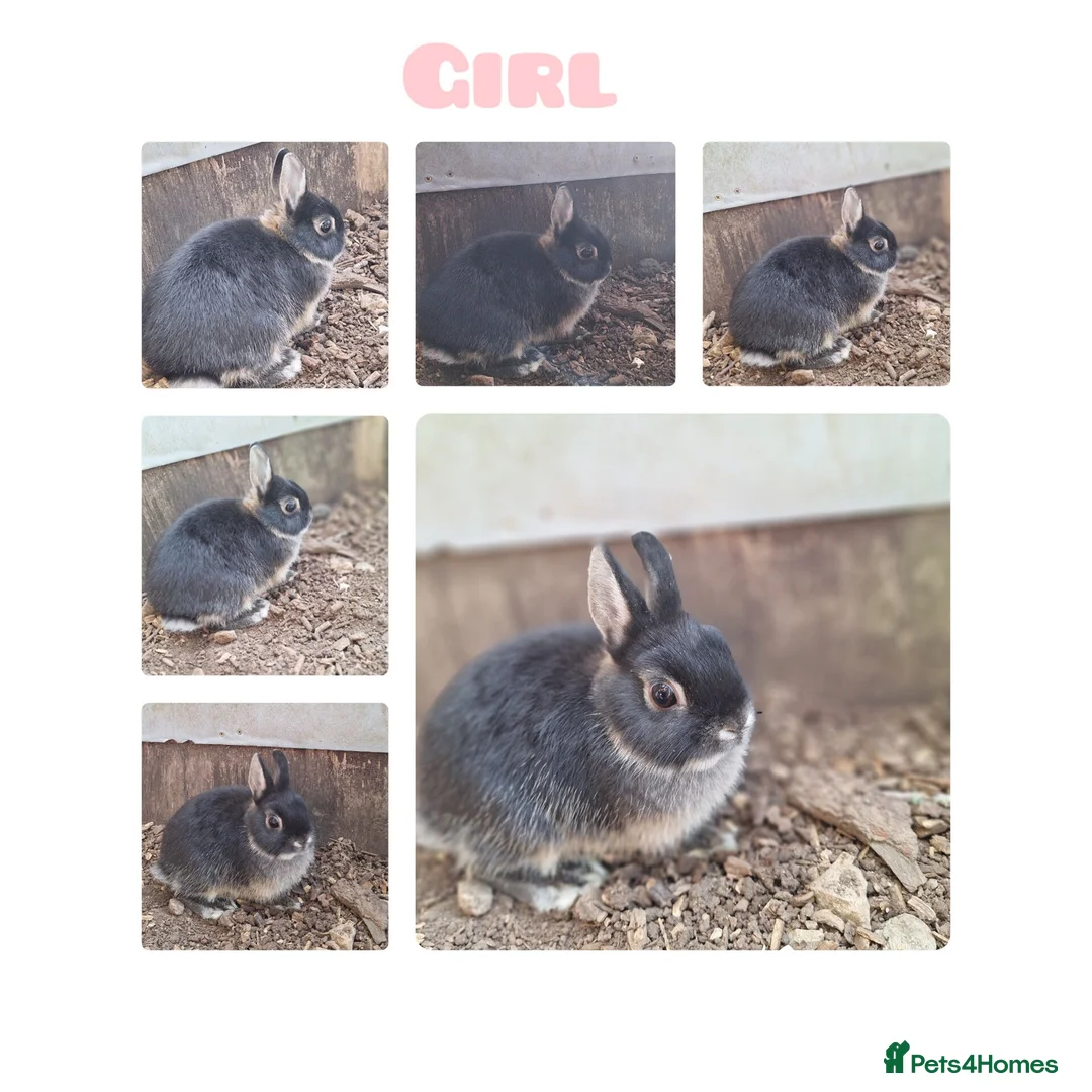 Netherland Dwarf rabbits for sale: Netherland Dwarf Rabbits - Advert 3