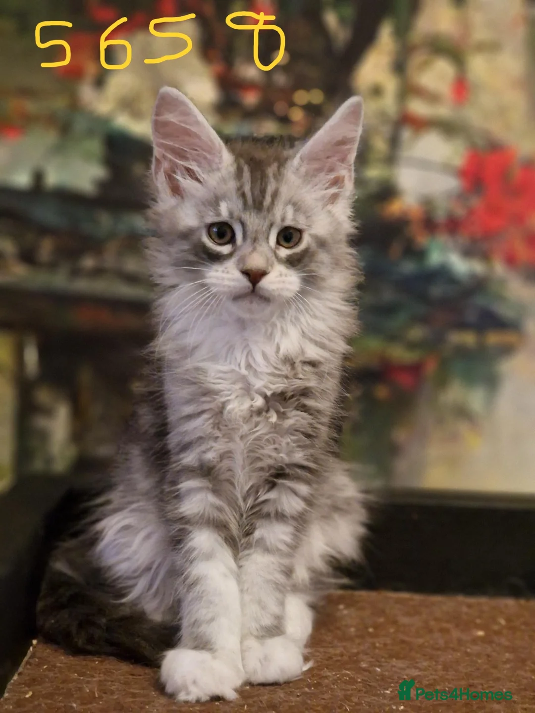 Maine Coon cats for sale: Maine Coon Kittens Champion Bloodlines  - Advert 5